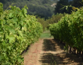 За удобрення винограднику бором не слід перевищувати рекомендованих норм